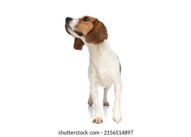 Sweet Beagle Dog Sniffing Something To His Side And Standing Against White Studio Background