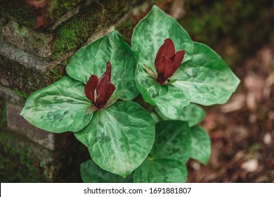 The Sweet Betsy Trillium (Trillium cuneatum) is one of the first wildflowers to bloom in the rich wooded uplands of the southeastern USA.Trillium cuneatum plant in flower in woodland garden.
