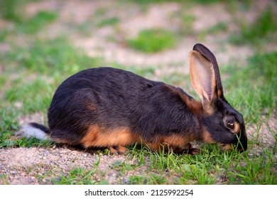 Sweet Black Dwarf Rabbit On The Grass.
