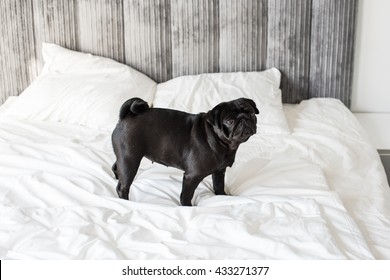 Sweet Black Pug Dog Standing On A Bed In Hotel Room.