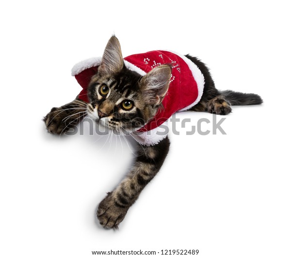 Sweet Black Tabby Maine Coon Cat Stock Photo Edit Now 1219522489