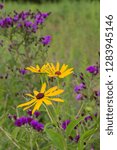 Sweet Black-eyed Susan (Rudbeckia subtomentosa) and Missouri Ironweed (Vernonia missurica) Marion County, IL