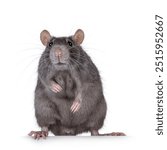 Sweet blue adult female tame rat, sitting on hind legs facing front, looking straight towards camera. Isolated on a white background.