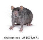 Sweet blue adult female tame rat, standing facing front, looking straight towards camera. Isolated on a white background.