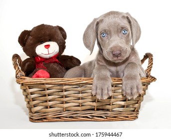 A sweet blue eyed Weimaraner puppy sitting in a basket with a teddy bear. - Powered by Shutterstock