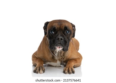 Sweet Boxer Pup With Collar Around Neck Looking Up And Laying Down Isolated On White Background In Studio