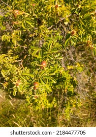 Sweet Briar Plant In New Zealand