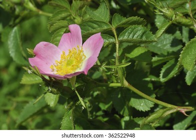 Sweet Briar - Rosa Rubiginosa