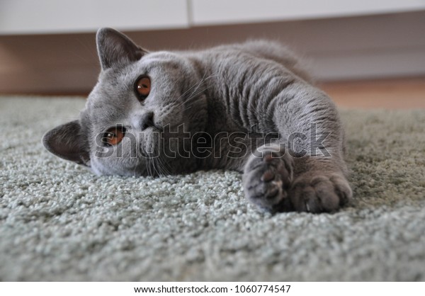 Sweet british cat with big open amber eyes. The\
cat is lying on a carpet.