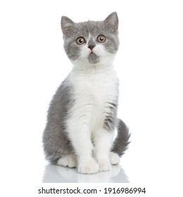 Sweet British Shorthair Cat Looking At The Camera With Big Intimidating Eyes And Sitting Against White Background