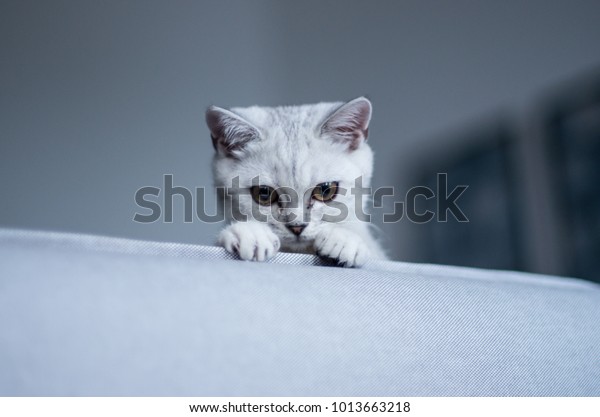 Sweet British Shorthair Female Kitten Three Stock Photo Edit Now