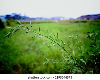 Sweet Broom Flower With Village View In The Morning