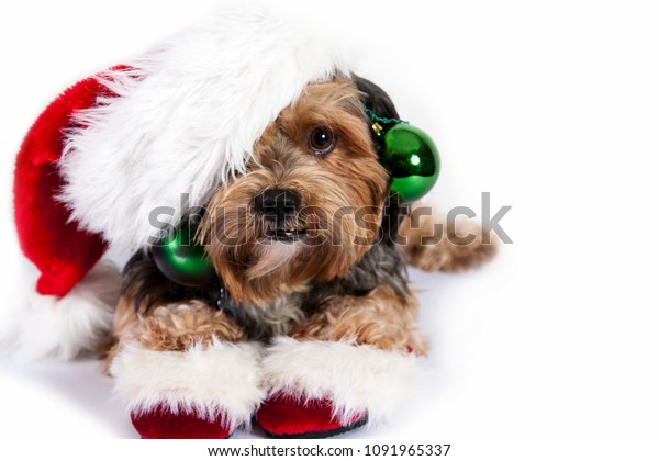 Sweet Brown Black Dog Decorated Santa 