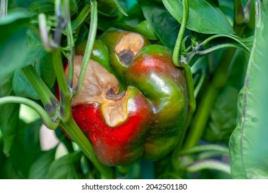 Sweet Bulgarian pepper, affected by Vertex Rot or pepper anthracnose, on a bush close-up. Vegetables are rotting in the garden. Crop loss. Problems of agriculture, pepper diseases. - Shutterstock ID 2042501180