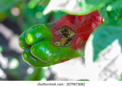 Sweet Bulgarian pepper, affected by Vertex Rot or pepper anthracnose, on a bush close-up. Vegetables are rotting in the garden. Crop loss. Problems of agriculture, pepper diseases. - Shutterstock ID 2079873082