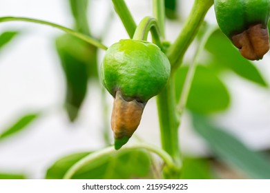 Sweet Bulgarian pepper, affected by Vertex Rot or pepper anthracnose. Diseases Of Pepper. - Shutterstock ID 2159549225