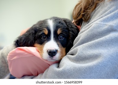 Sweet Burnese Mountain Dog Puppy Being Held. 