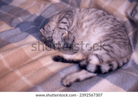 Sweet cat has a cozy catnap. Selective focus