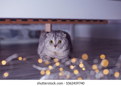 Royalty Free Cat Hiding Behind Wall Stock Images Photos