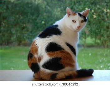 三毛猫图片 库存照片和矢量图 Shutterstock