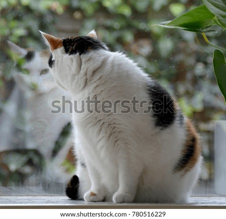 Sweet Cat looking out the window. Tortoiseshell and white cat. Lapjeskat. Stockfoto © 
