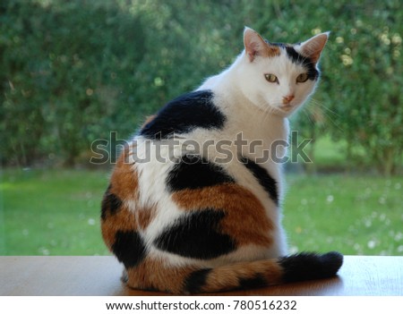 Sweet Cat looking out the window. Tortoiseshell and white cat. Lapjeskat. Stockfoto © 
