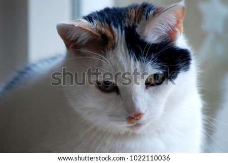 Sweet Cat, tortoiseshell and white cat. Lapjeskat. Stockfoto © 