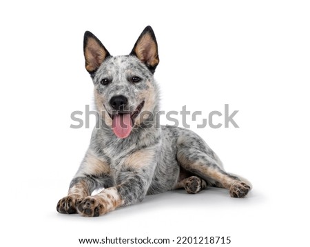 Sweet Cattle dog puppy, laying down side ways on wdge. Looking sweet towards camera. Isolated on white background. Mouth open tongue out panting.