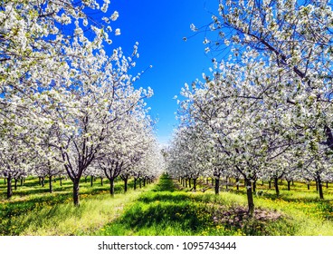 Sweet Cherry Blossoms