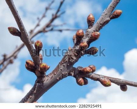 Sweet Cherry Buds Before Spring Blossom. Densely covered branch with cherry buds.