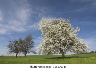 Sweet Cherry (Prunus Avium)