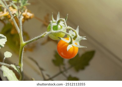 Sweet cherry tomatoes ripening on the branch in sunshine. Red and green tomatoes. Gardening and harvesting. Inside the greenhouse - Powered by Shutterstock