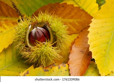 Sweet chestnut leaves burst into yellow and orange autumn color as the trees seed casings fall breaking open & providing food for free roaming horses and pigs. New Forest National Park, Hampshire, UK  - Powered by Shutterstock