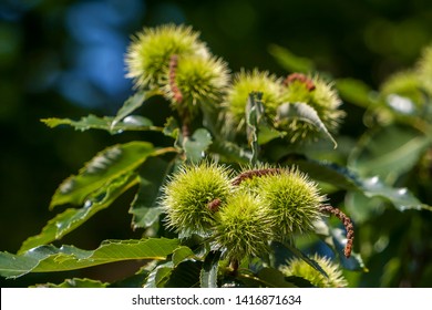 Sweet Chestnut Tree (Castanea Sativa)