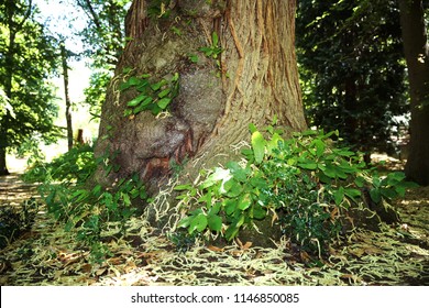 Sweet Chestnut Trees On Forest Path