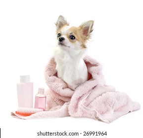 sweet Chihuahua with spa accessories and  pink towel isolated on white background