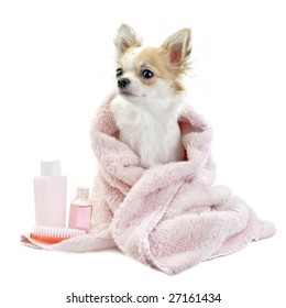 sweet Chihuahua with spa accessories and pink towel isolated on white background
