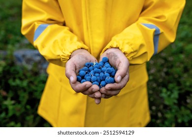 Sweet child with muddy hands and raincoat, holding wild blueberries in the forest, rainy day, gathering berries, healthy bio food from nature - Powered by Shutterstock