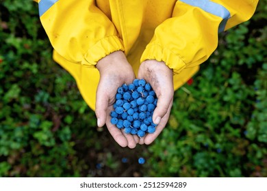 Sweet child with muddy hands and raincoat, holding wild blueberries in the forest, rainy day, gathering berries, healthy bio food from nature - Powered by Shutterstock