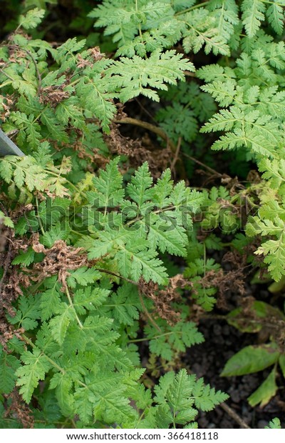 Sweet cicely herbal plant Myrrhis odorata spice\
herbal plant