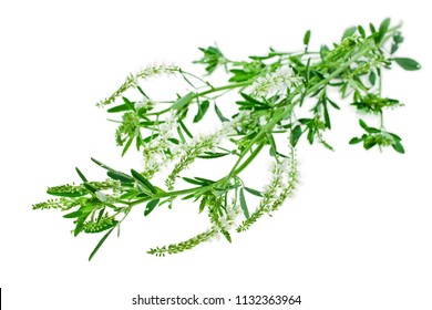 Sweet Clover (Melilotus albus) herb isolated on white background