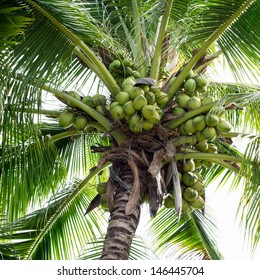 Sweet Coconut Tree