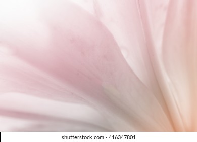Sweet color Lily  Flower  blur style for background,soft focus,soft light ,shallow depth of field
