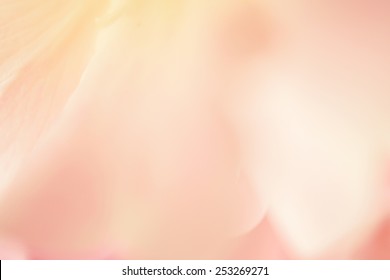 sweet color rose and hydrangeas in soft color and blur style for background