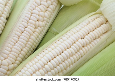 Sweet corn as background