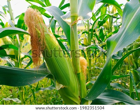 Sweet corn crop. Self-pollination. Zea mays.