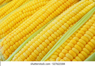 Sweet Corn Ears Background