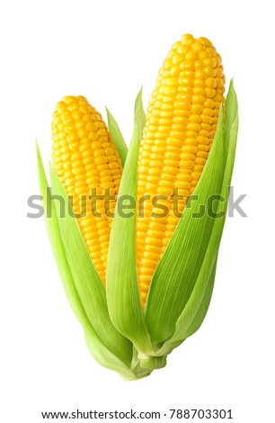 Sweet corn ears isolated on white background as package design element