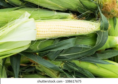 Sweet corn on display with one ear peeled to show white kernals