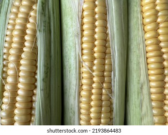 Sweet Corn Organic. Maize Harvest, Maize Production, Organic Agriculture, Food Production And Vegetable Growing